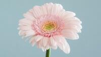 gerbera flowers-2607466 1280